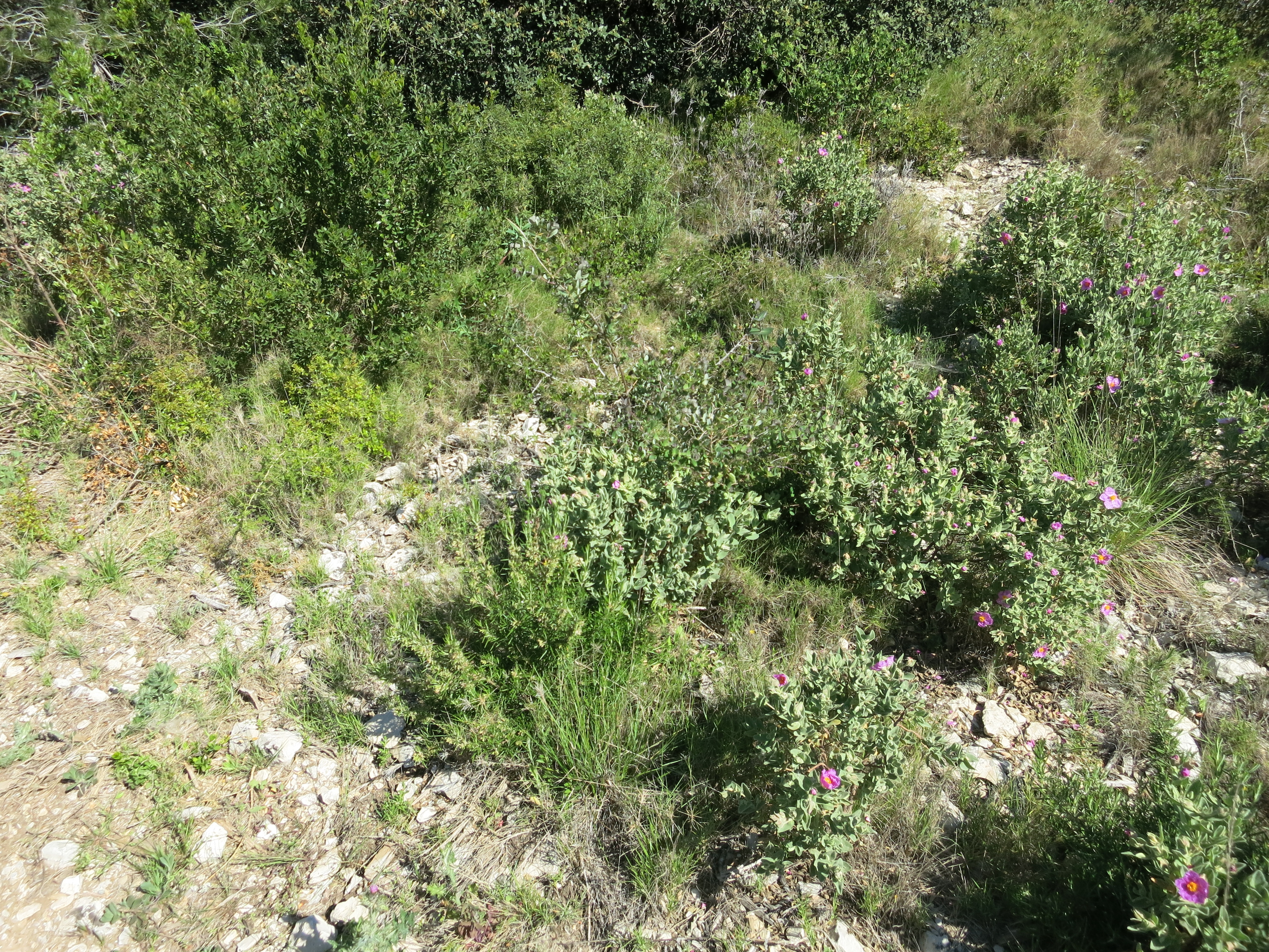 The pristine fields of Provence are full of medicinal herbs.