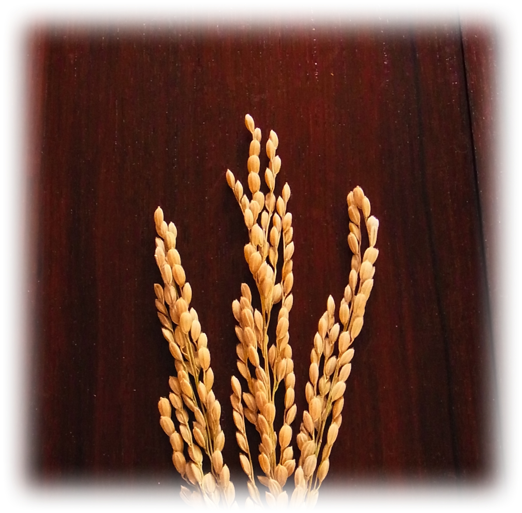 The ears of rice grow up to about 20 cm in length.